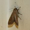 Armyworm Moth