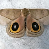 Saturniid moth