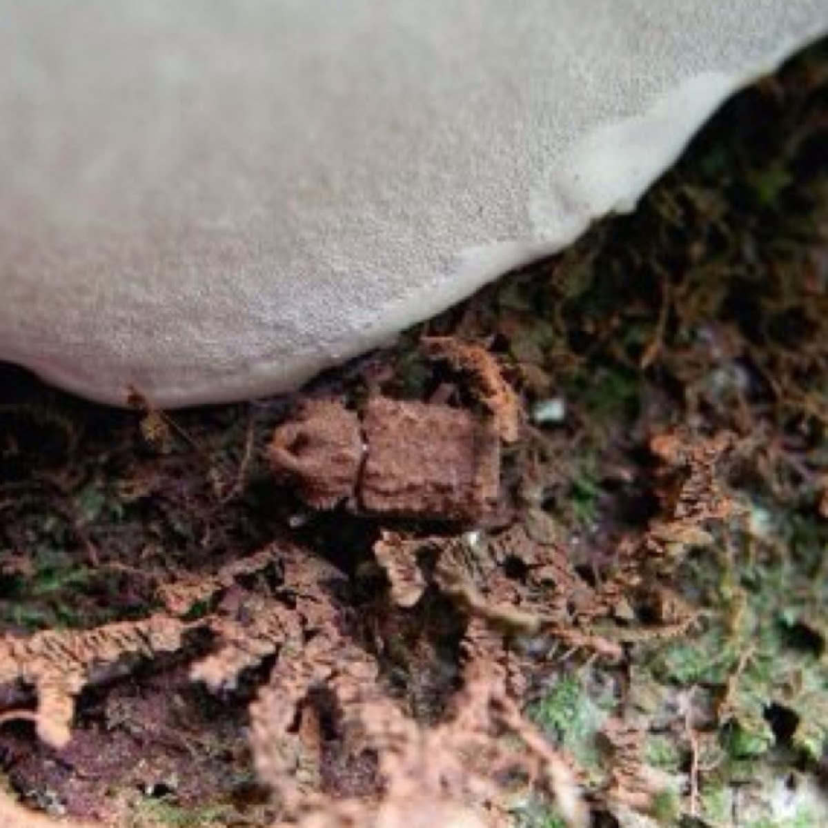 Horned Fungus Beetle; male