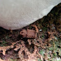 Horned Fungus Beetle; male