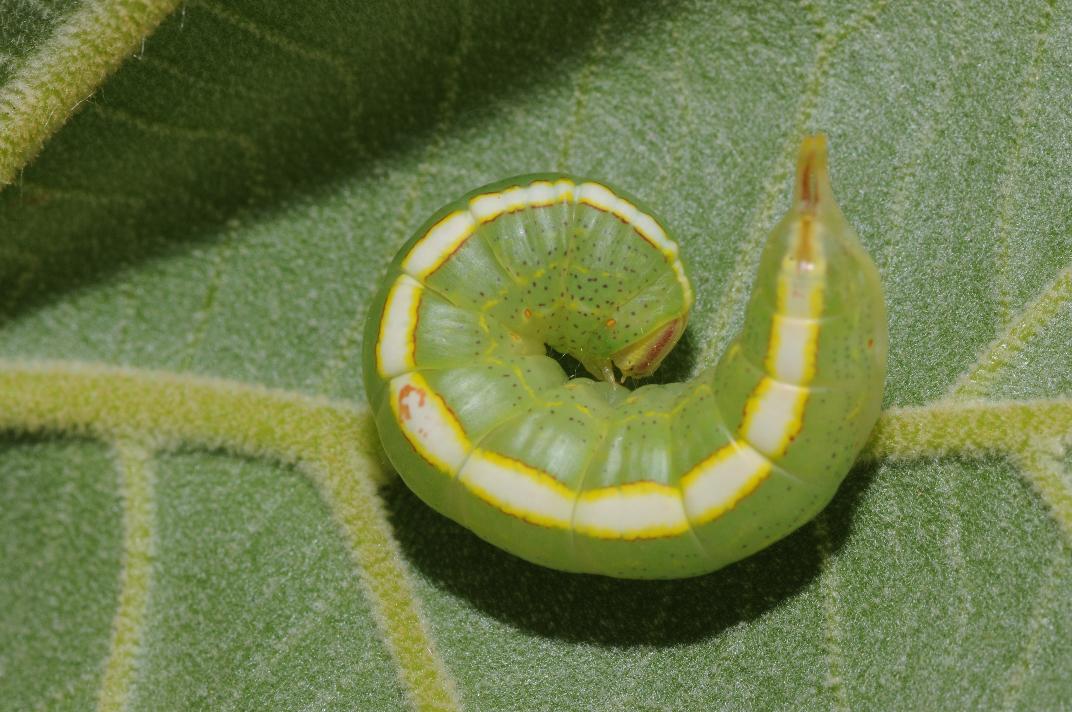 Drab prominent (larva)