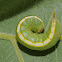 Drab prominent (larva)