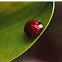 Ladybug or Lady beetle