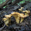 Smooth chanterelle