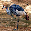 East African Crowned Crane (Crested Crane)