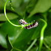 Glassy Tiger caterpillar