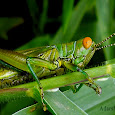 Exploring Grasshoppers of Southern India