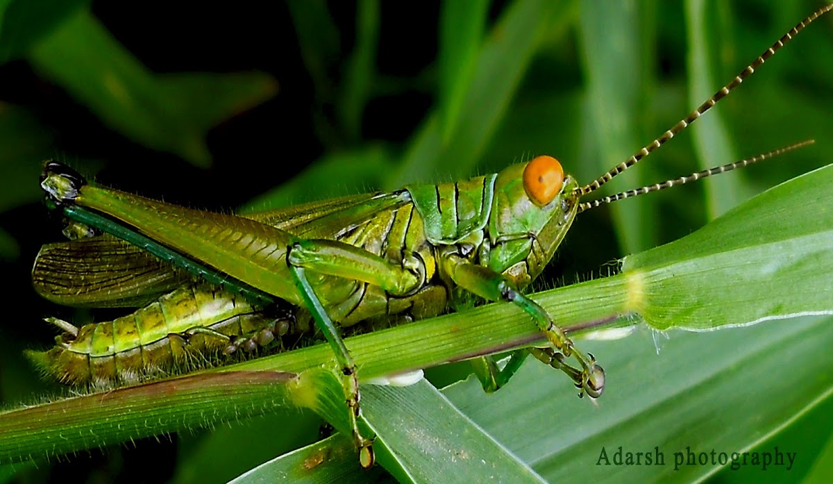 Short-horned Grasshoppers