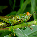 Short-horned Grasshoppers