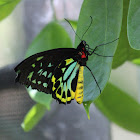 Cairns Birdwing