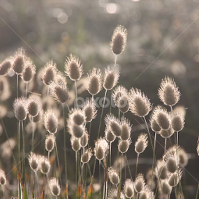 Sunlit seedheads by Kirsten Gamby - Nature Up Close Leaves & Grasses