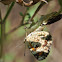 Phaon Crescent Butterfly (mating)