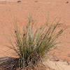 Grass - Cyperaceae Sedge Family ; Arabic Name: thenda, ayzm