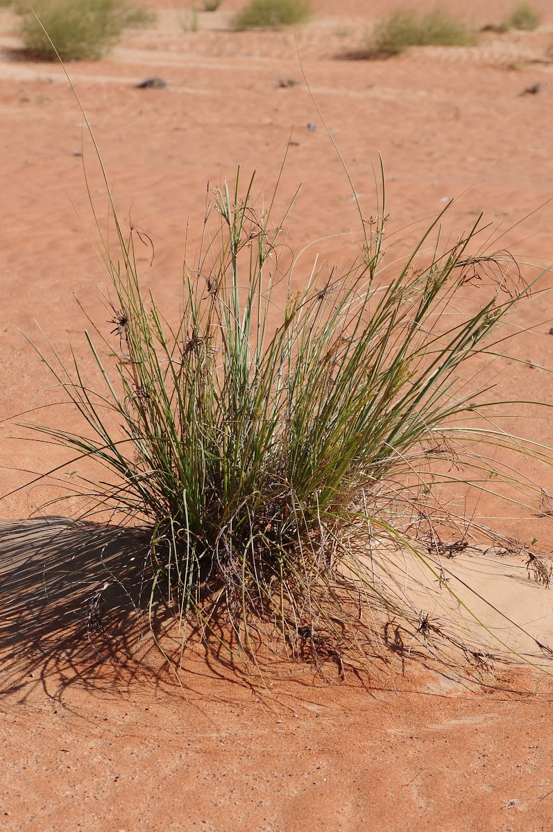 Grass - Cyperaceae Sedge Family ; Arabic Name: thenda, ayzm