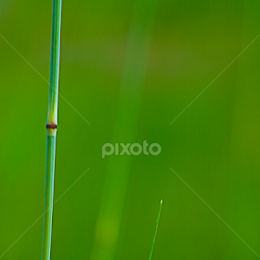 by Ndang Chun - Nature Up Close Other plants