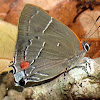 White M hairstreak butterfly, male