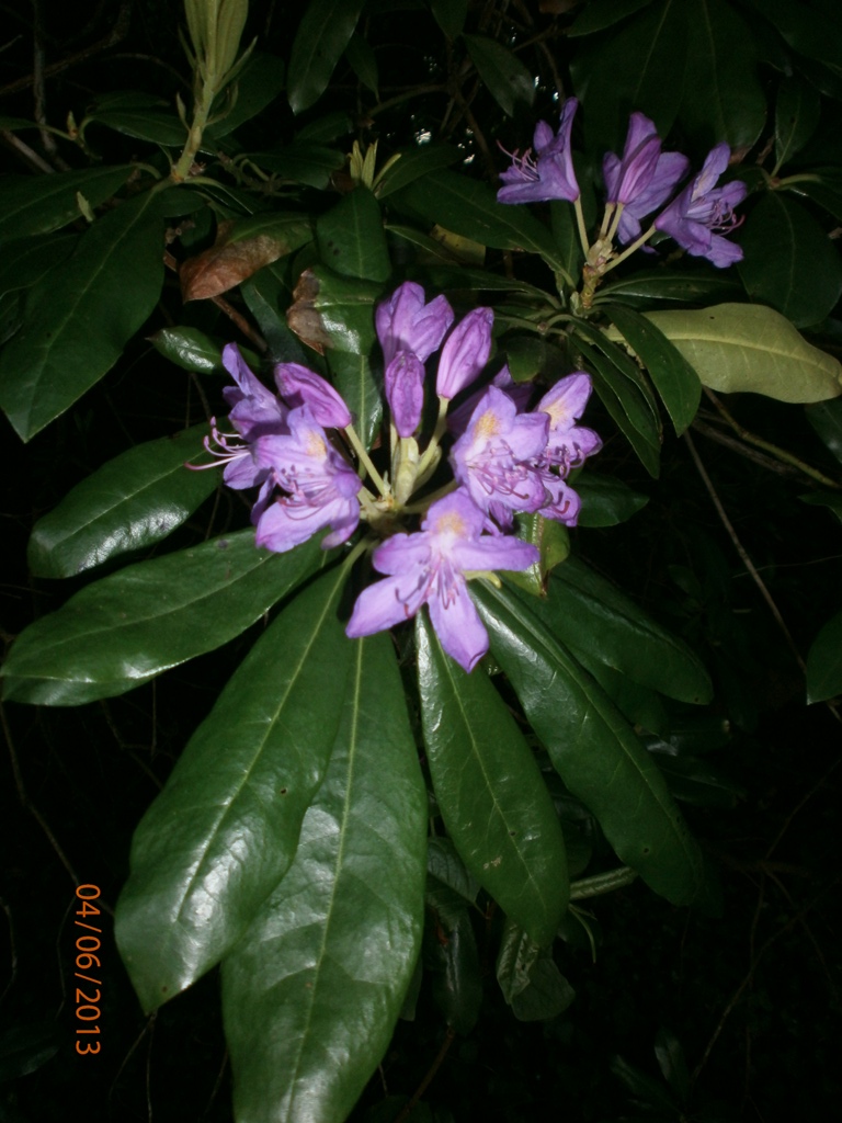Pontic Rhododendron?