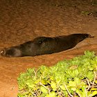 Monk Seal