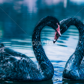 Black swan couple on Vacha reservoir by Kiril Krastev - Animals Birds