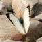 Common Albatross