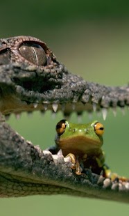 How to download Crocodile Wallpapers lastet apk for laptop