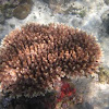 Table Acropora coral