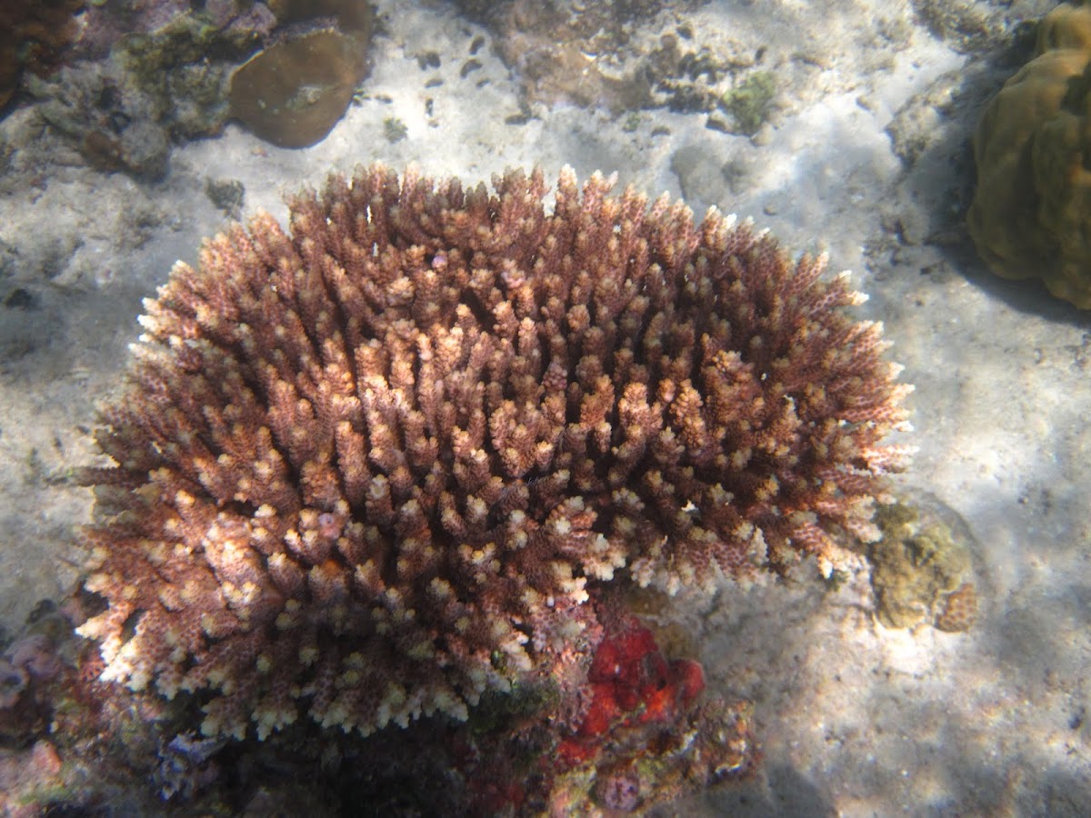 Table Acropora coral