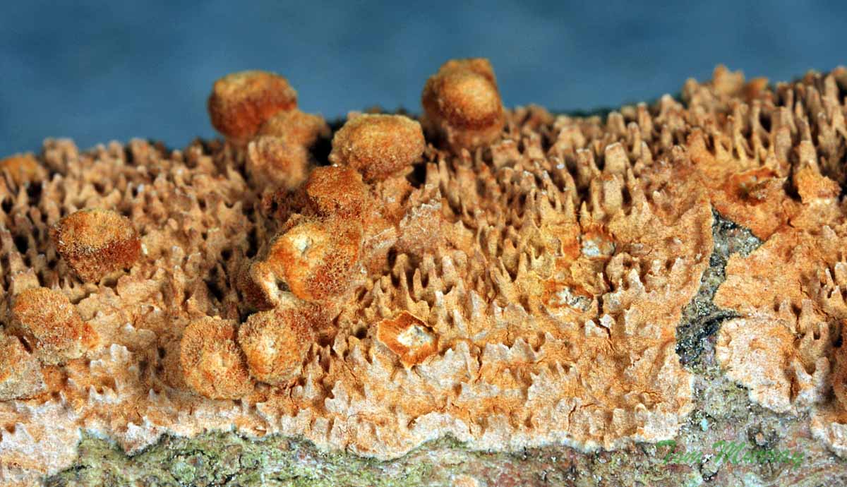 Brown-toothed Crust Fungi