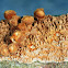Brown-toothed Crust Fungi