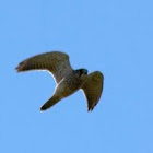 Common kestrel