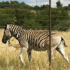Burchell's Zebra