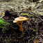 Unknown Mushroom