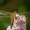 Four-spotted Skimmer