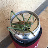 Greater arid-land katydid