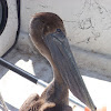 Juvenile Brown Pelican
