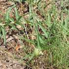 Antelope-Horn immature seedpod