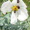 Bumble Flower Beetle