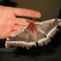 Cabbage tree emperor moth