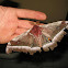 Cabbage tree emperor moth