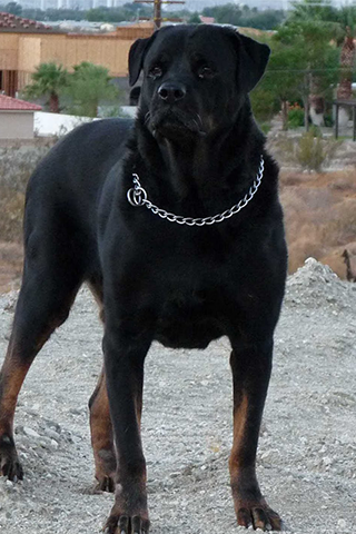 Rottweiler Wallpapers