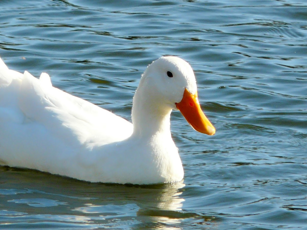 white ducks(Domestic )