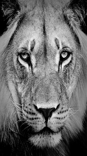 Download iPuzzleU Animals APK