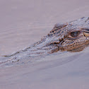 Estuarine (saltwater) crocodile