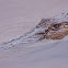 Estuarine (saltwater) crocodile