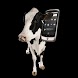 Cow Ringtones
