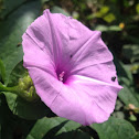 Big-rooted Morning Glory
