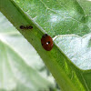 Two spotted Lady bug