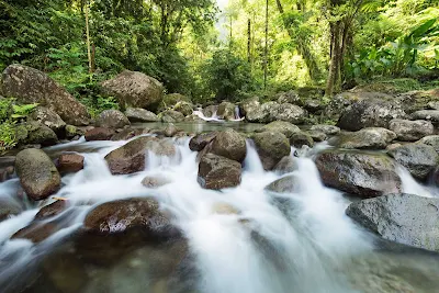 Along the streams in the forests of Martinique you'll see fish, shells, lizards and wildlife. 