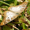 White Peacock