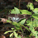 Spicebush Swallowtail